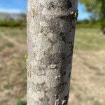 Celtis occidentalis Bark