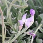 Matthiola sinuata Blodyn