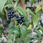 Lonicera acuminata Fruit