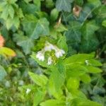 Lobelia inflata Leaf