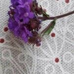 Verbena rigidaFlower