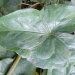 Typhonium blumei Leaf