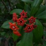 Bonellia macrocarpa Flor