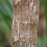 Cordyline mauritiana Φλοιός