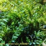 Hymenophyllum wilsonii Outro