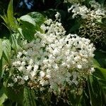 Sambucus canadensisBlüte