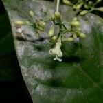 Psychotria marginata Egyéb