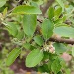 Malus toringo Altul/Alta