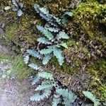 Asplenium ceterach Habit