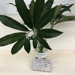 Philodendron goeldii Fulla