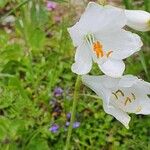 Paradisea liliastrum Flower