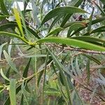 Acacia retinodes Blad