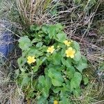 Caltha palustris Хабит