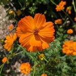 Cosmos sulphureusÇiçek