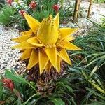 Musella lasiocarpa Kwiat