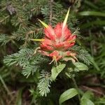 Castilleja miniataফুল