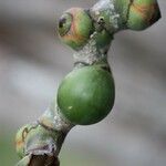 Latania lontaroides Fruit