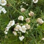 Achillea ptarmicaÇiçek