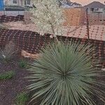 Yucca elata Flor