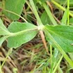 Silene dichotoma Foglia