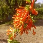 Pyrostegia venusta Blüte