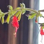 Salvia coccineaКветка