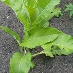 Inula heleniumBlad