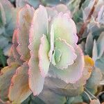 Kalanchoe laxiflora Ліст