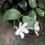 Wrightia antidysenterica Blüte