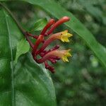 Chassalia subnuda Flower