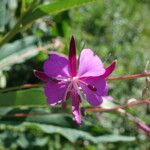 Epilobium latifolium Kwiat