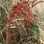 Rumex aquaticus Leaf