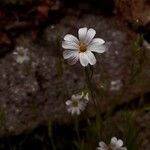 Linum tenuifolium Flower