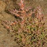 Salicornia procumbens অভ্যাস