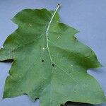 Quercus velutina 葉