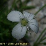Moehringia sedoides Flor