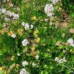 Valeriana montana অভ্যাস