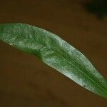 Anaxagorea dolichocarpa Leaf