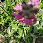 Pedicularis cenisia Flower