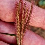 Chloris barbata Fruit