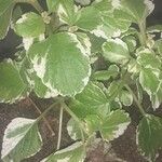 Coleus madagascariensis Leaf