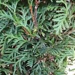 Thuja occidentalis ഇല