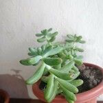 Sedum allantoides Lapas