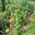 Leonotis leonurus Habitus