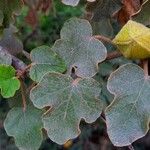 Fremontodendron californicum Foglia