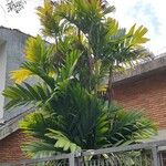 Areca triandra 葉