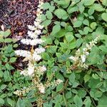 Astilbe grandis