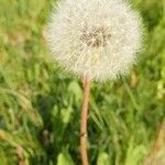 Taraxacum rubicundum Mbuma