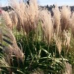 Miscanthus sinensis Habitus