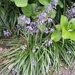 Hyacinthoides × massartiana Elinympäristö